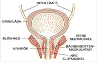 bladder_slut bladder_slut
