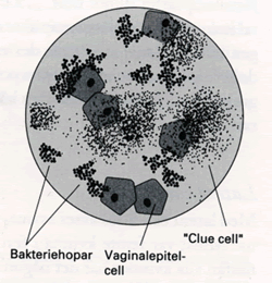 clue_cells clue_cells