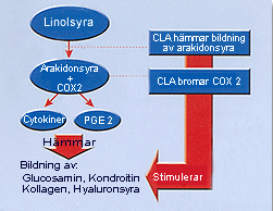 cla_6 cla_6