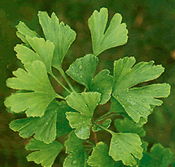 Ginkgo-blad Ginkgo-blad