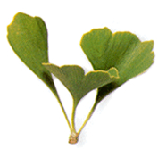 Ginkgo-blad Ginkgo-blad