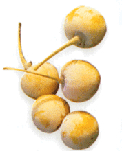 Ginkgo biloba nöt Ginkgo biloba nöt